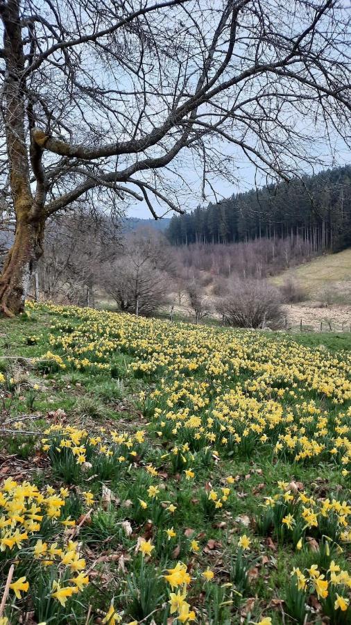Urlaub Am Schwarzbach Mit Sauna Und Whilpool Butgenbach Exterior foto